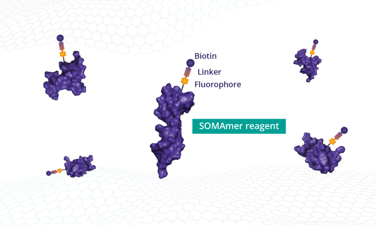 SOMAmer reagents are synthesized with a fluorophore, photocleavable, and biotin
