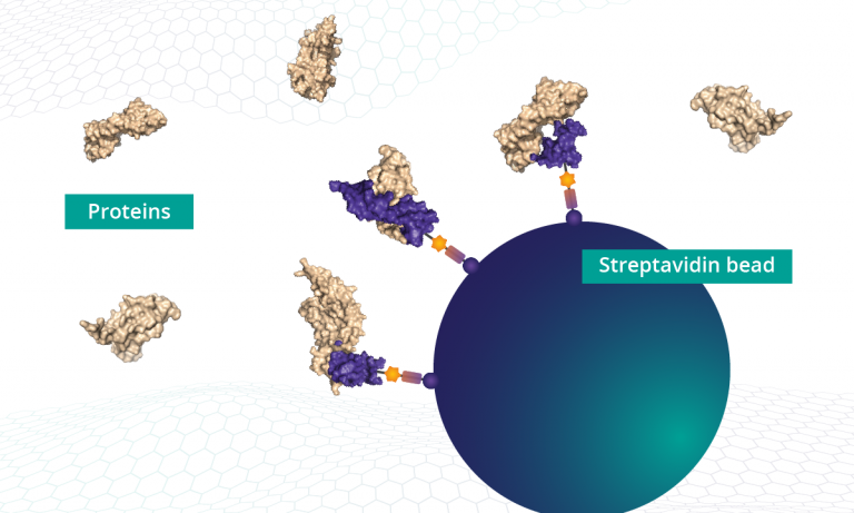 The SOMAmer reagents bound to streptavidin beads are used to capture proteins from a biological sample